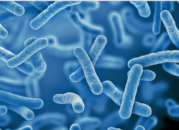 Szczep bakterii probiotycznych Lactobacillus rhamnosus (LGG) jest najlepiej przebadany i bezpieczny, dlatego warto sięgać po probiotyki i synbiotyki dla dzieci, które mają go w swoim składzie. Sprawdź, czym się charakteryzuje. Wizualizacja bakterii LGG w niebieskiej kolorystyce.